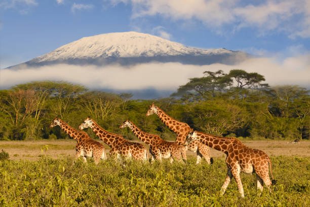 Giraffes beneath Mount Kilimanjaro in Tanzania